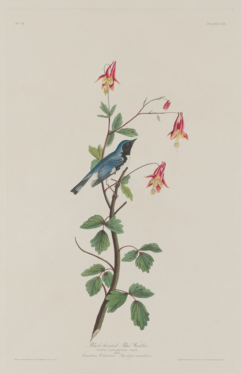 swedish av Robert Havell after John James Audubon
