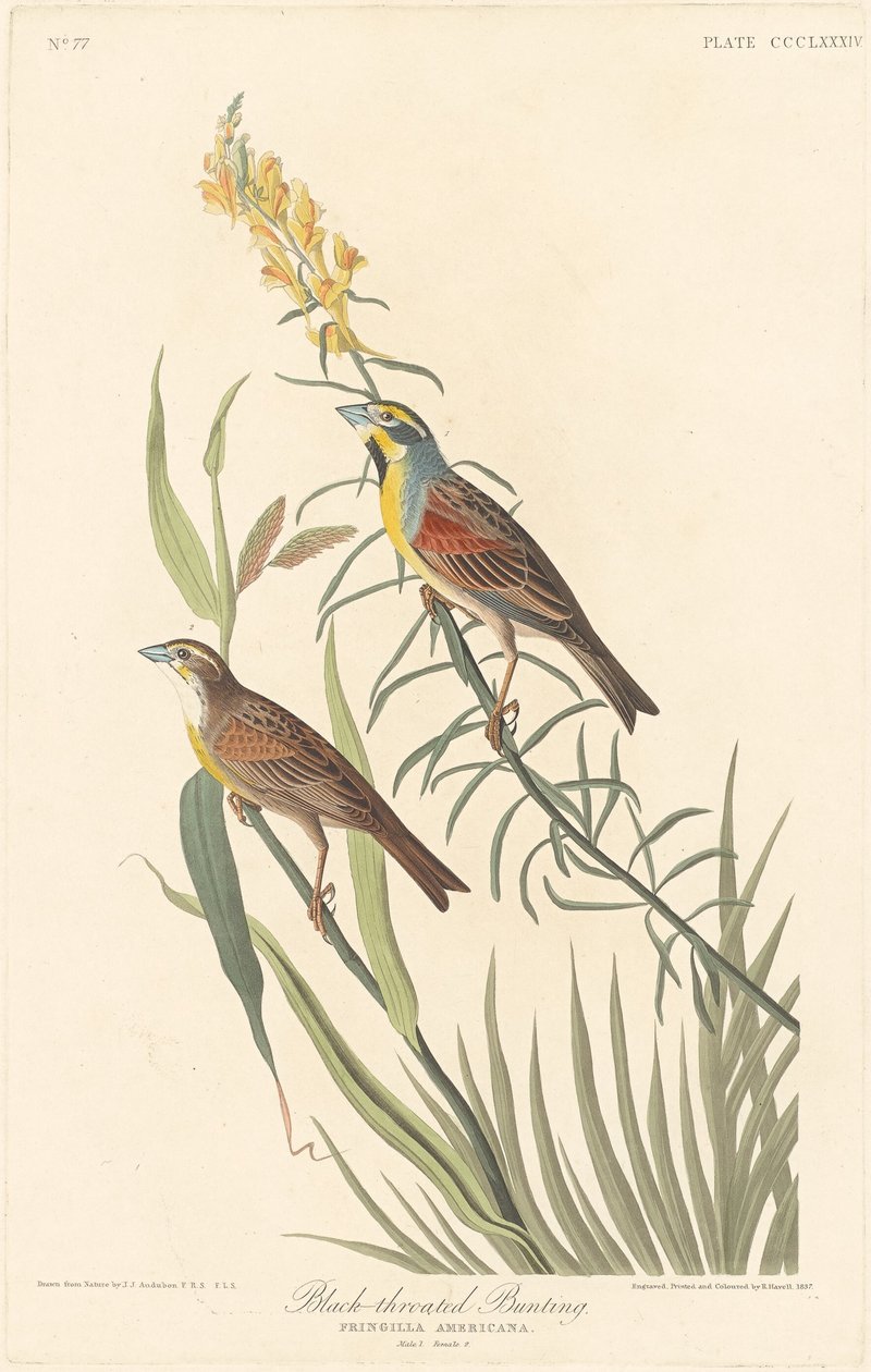 Svartstrupig Bunting av Robert Havell after John James Audubon