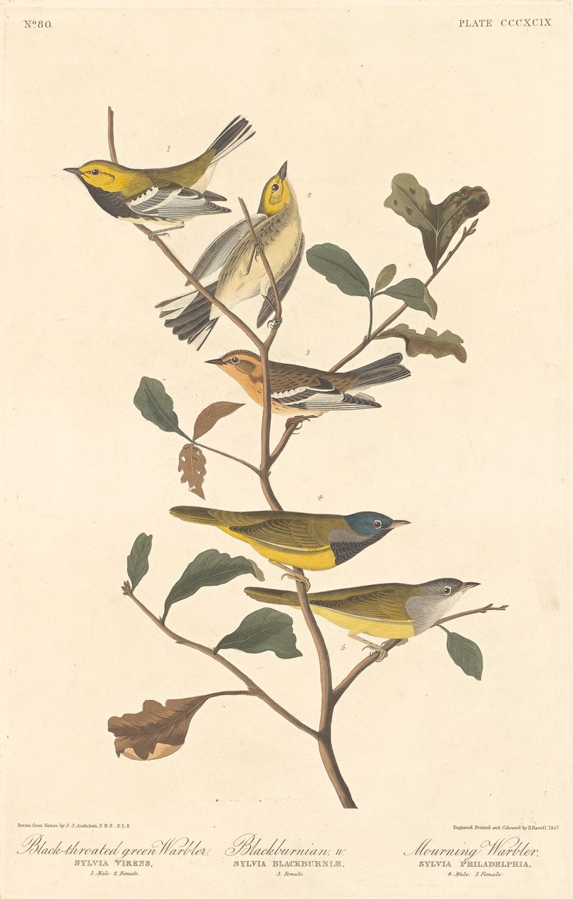 Svartstrupig grönsångare, svartsångare och sorgsångare av Robert Havell after John James Audubon