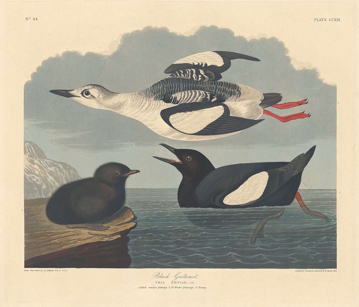 Svart sillgrissla av Robert Havell after John James Audubon