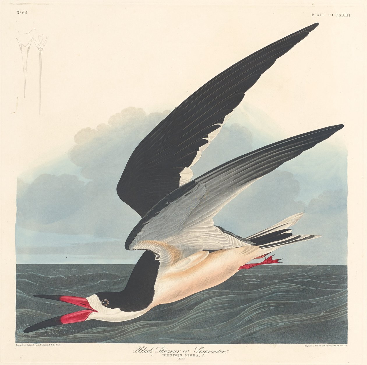 Svart Skimmer av Robert Havell after John James Audubon