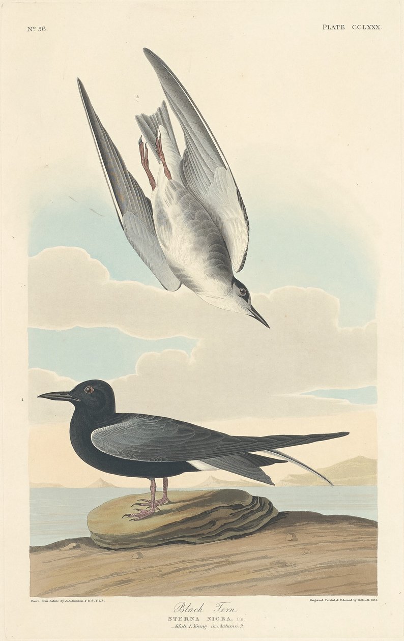 Svart tärna av Robert Havell after John James Audubon