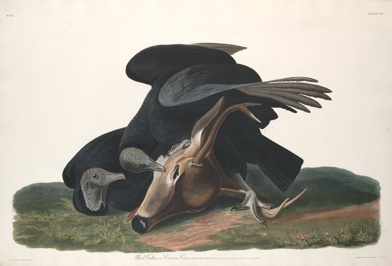 Grågam av Robert Havell after John James Audubon