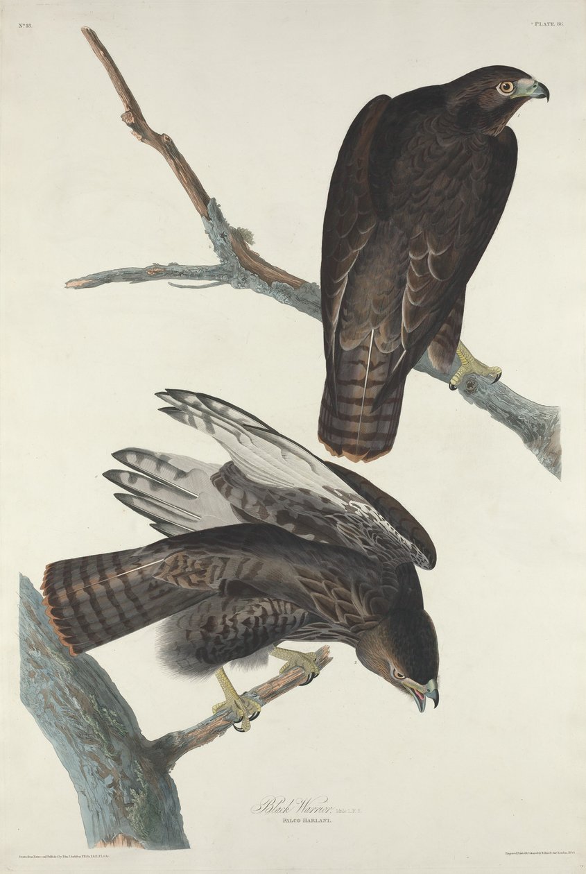 Svart krigare av Robert Havell after John James Audubon