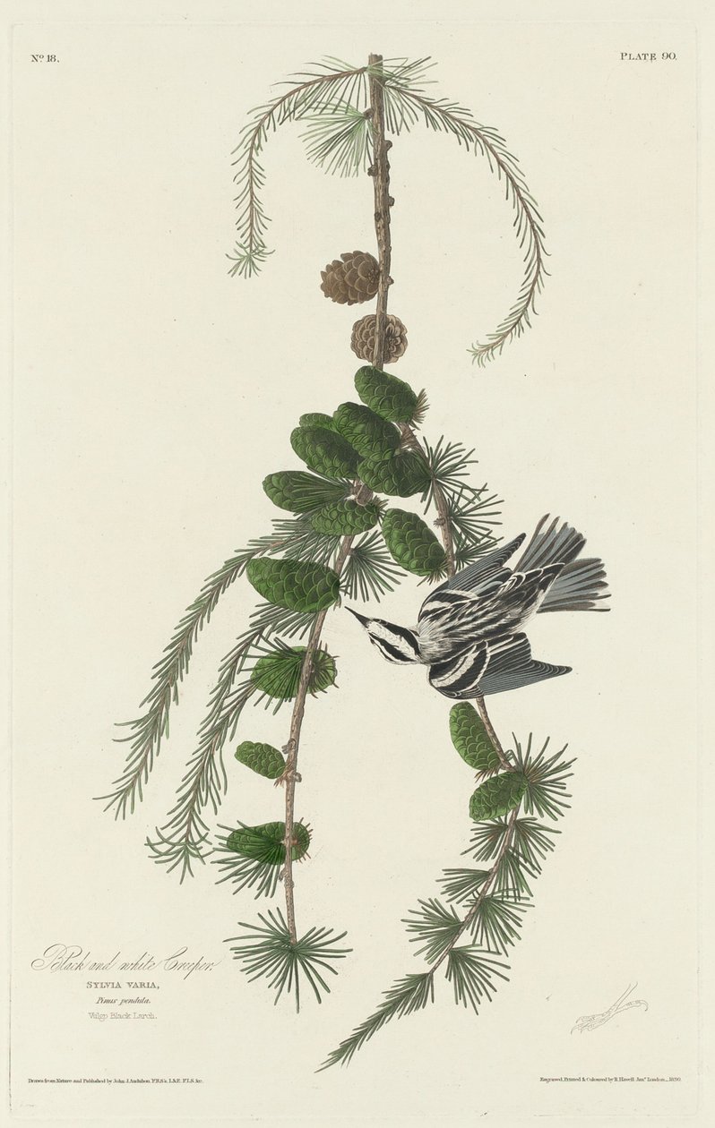 Svart och vit creeper av Robert Havell after John James Audubon