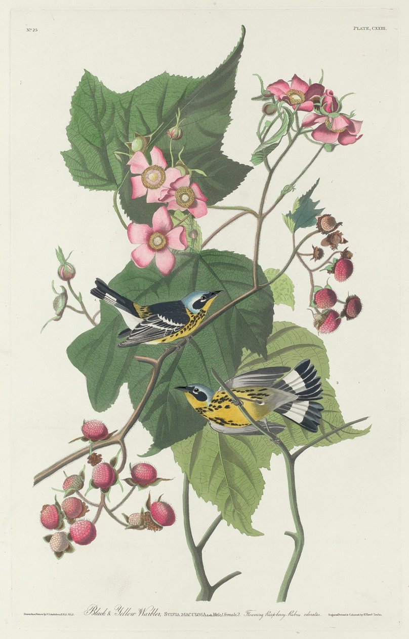 Svart och gul sångare av Robert Havell after John James Audubon
