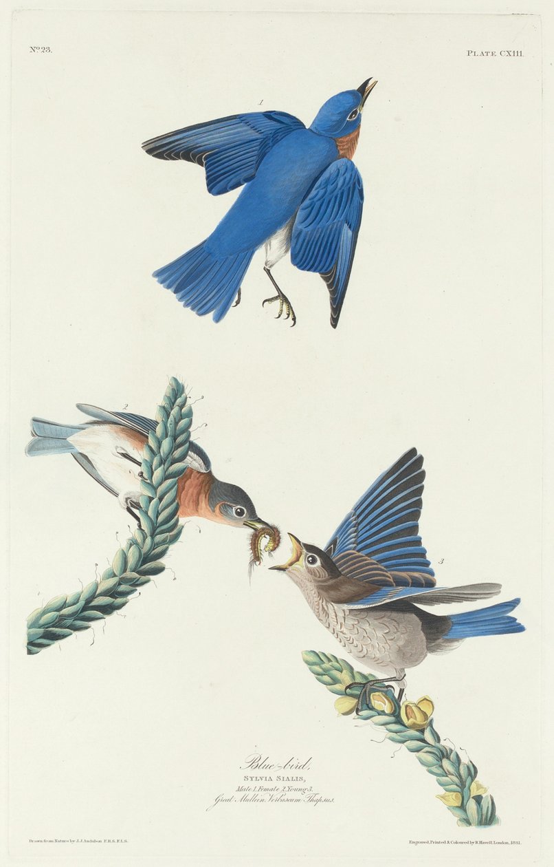 Blå-fågel av Robert Havell after John James Audubon