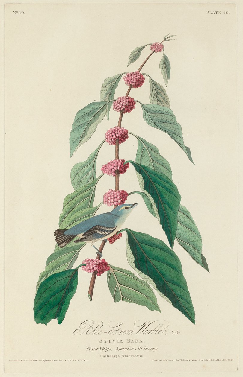 Blågrön sångare av Robert Havell after John James Audubon