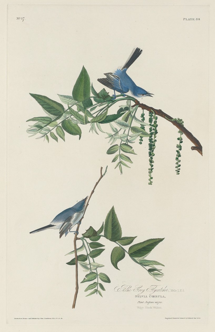 Blågrå flugsnappare av Robert Havell after John James Audubon