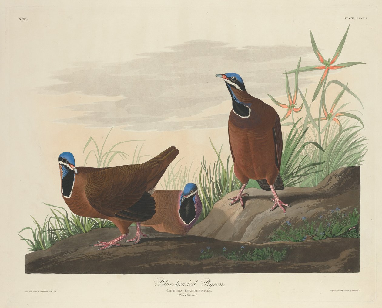 Blåhövdad duva av Robert Havell after John James Audubon