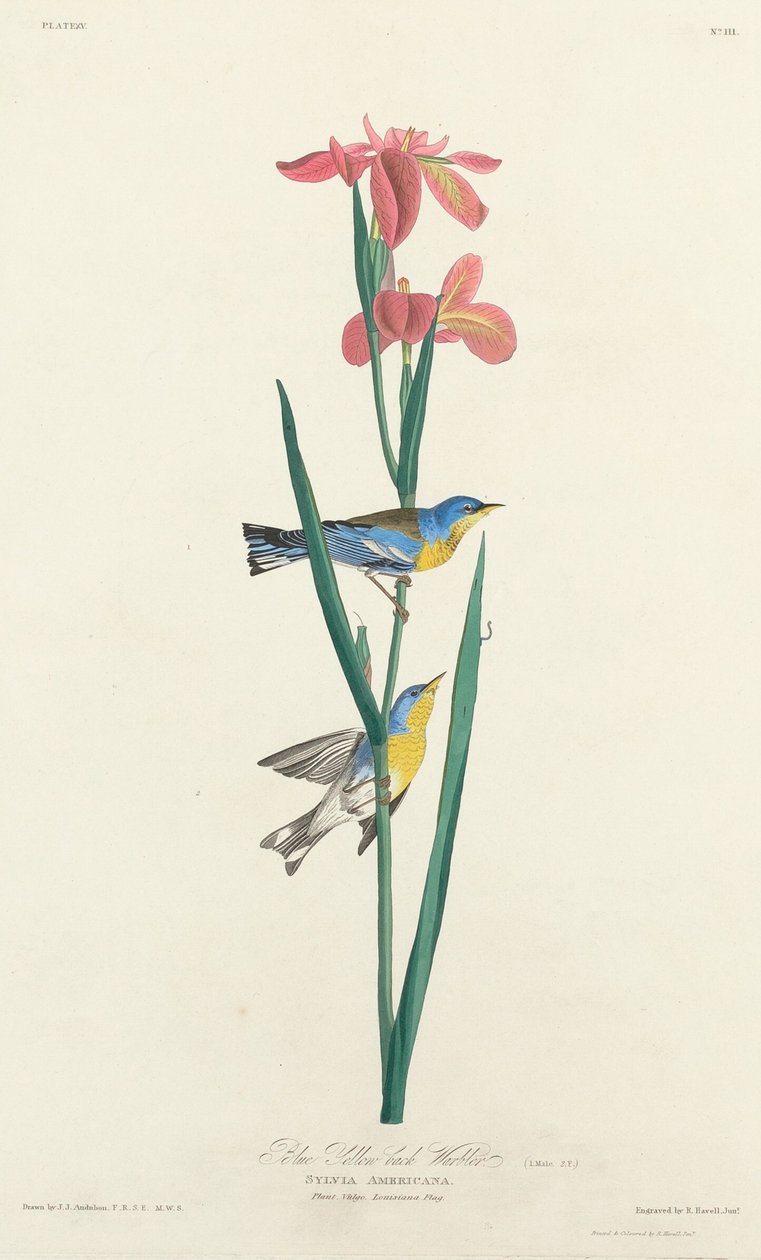 swedish av Robert Havell after John James Audubon
