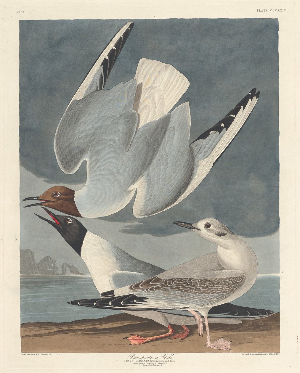 Bonapartisk mås av Robert Havell after John James Audubon