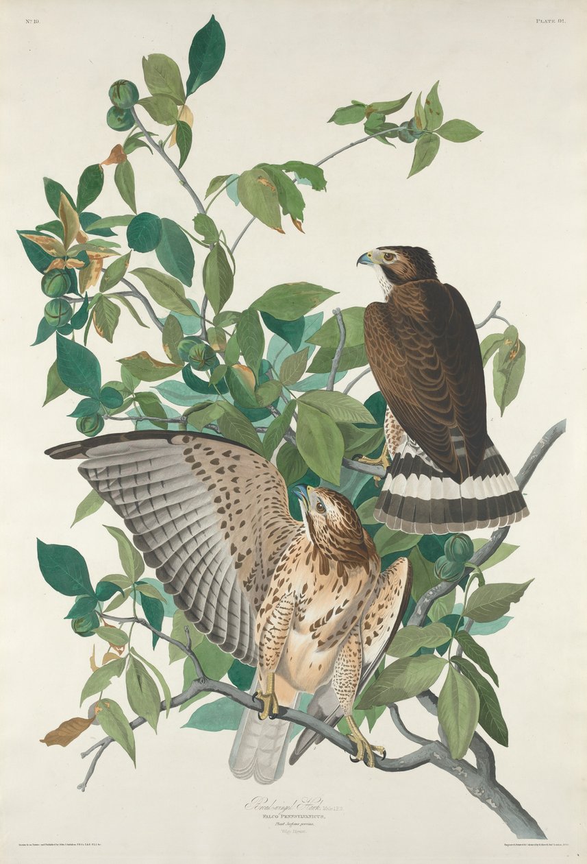 Bredvingad hök av Robert Havell after John James Audubon