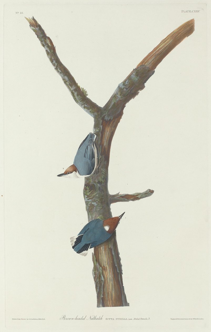 Brunhövdad nötväcka av Robert Havell after John James Audubon