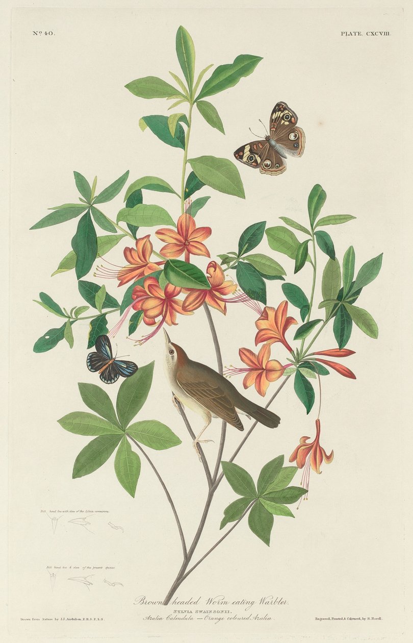 Brunhuvad maskätande sångare av Robert Havell after John James Audubon