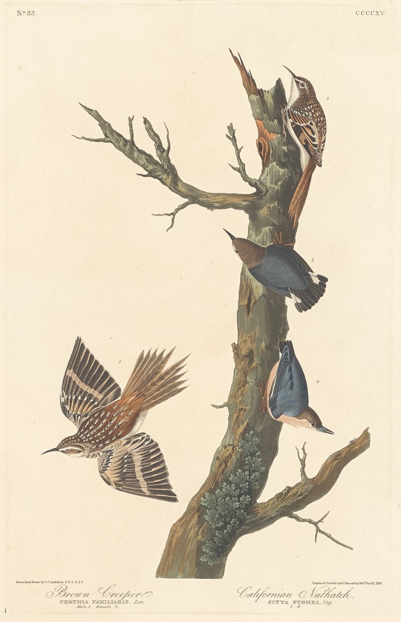 Brown Creeper och Californian Nuthatch av Robert Havell after John James Audubon