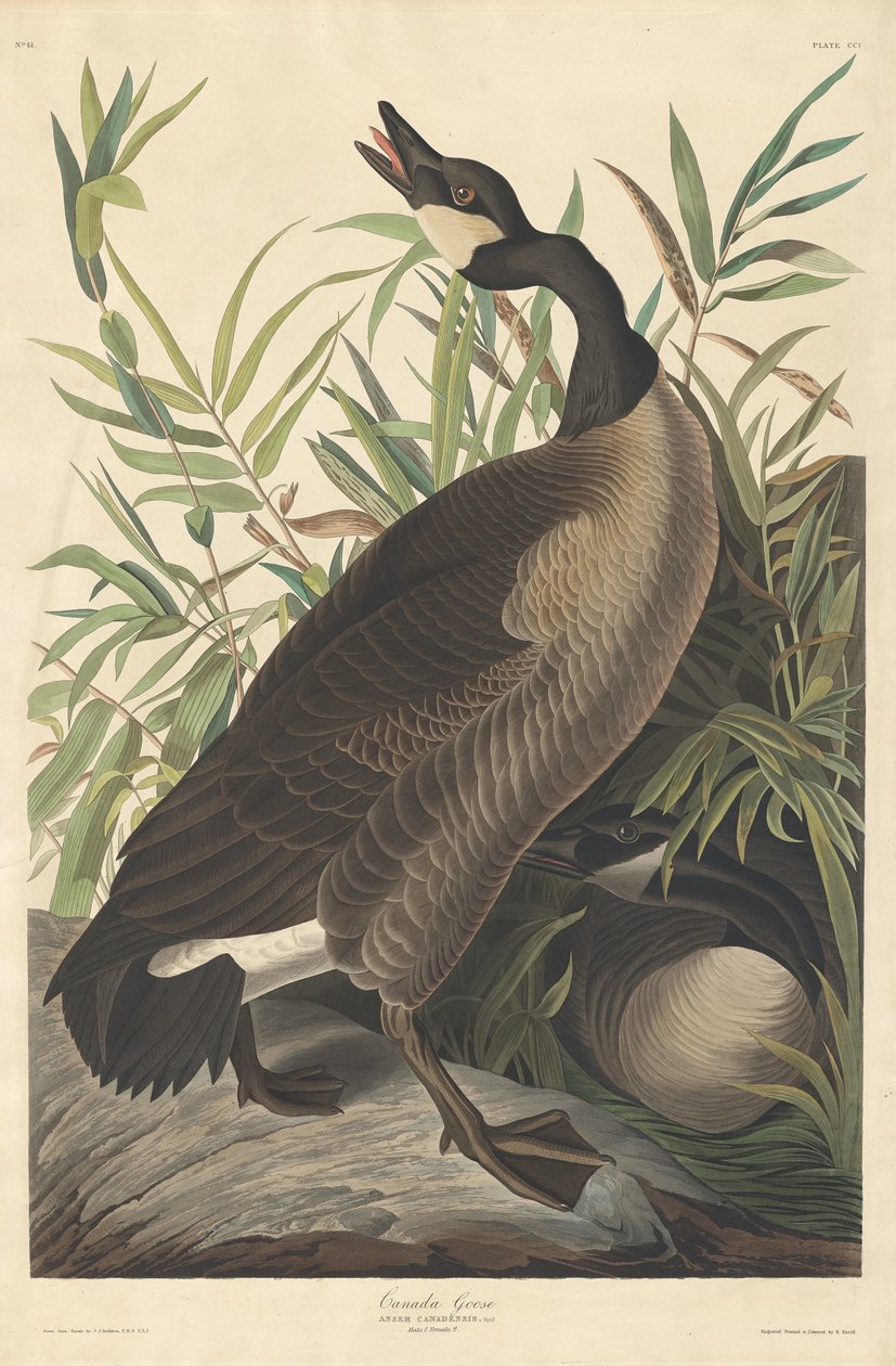 Kanada Gås av Robert Havell after John James Audubon