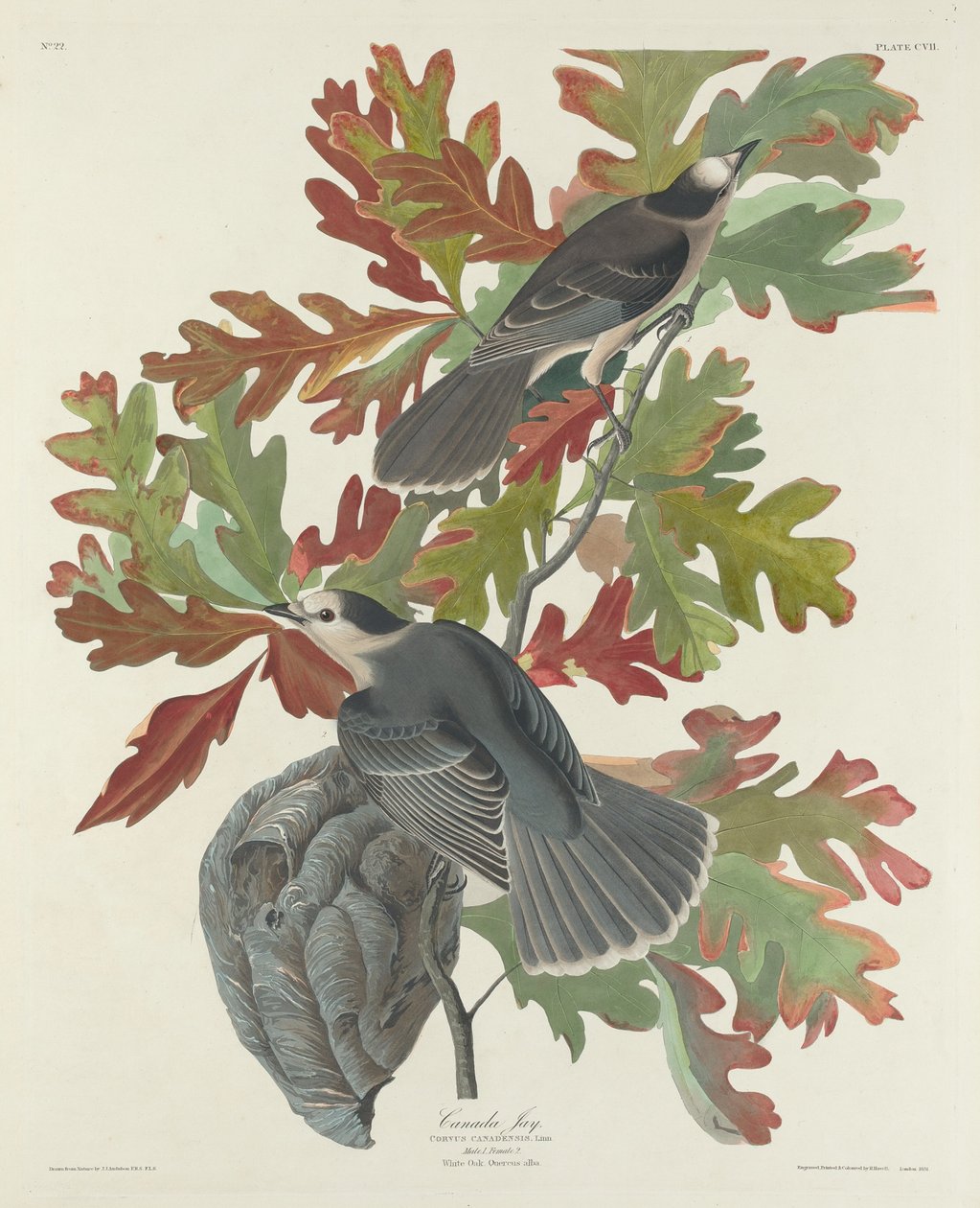 Kanada Jay av Robert Havell after John James Audubon