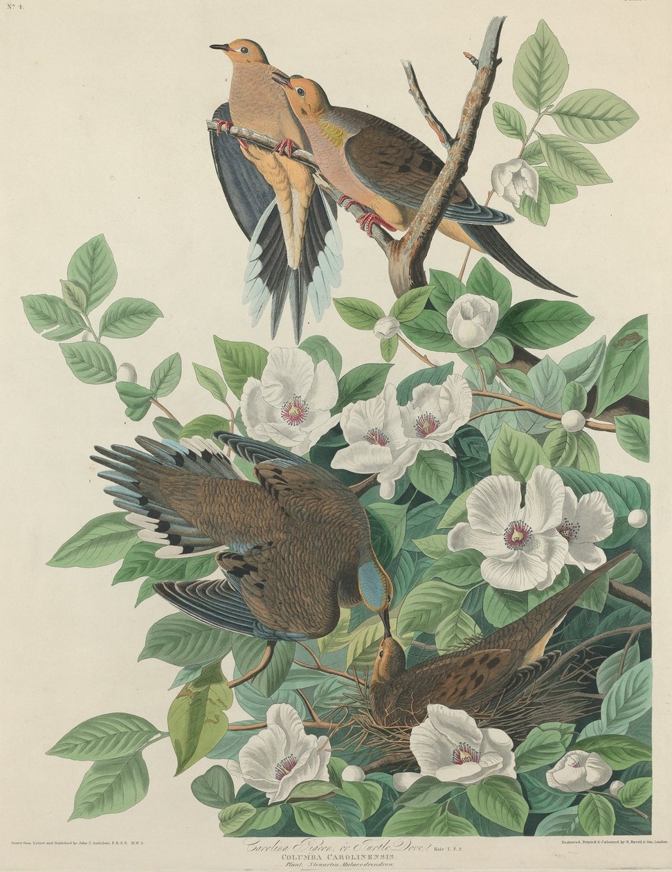 Carolina Pigeon eller Turtle Duva av Robert Havell after John James Audubon