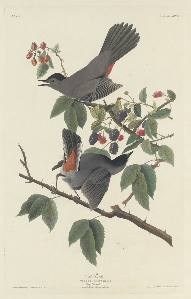 Katt Fågel av Robert Havell after John James Audubon