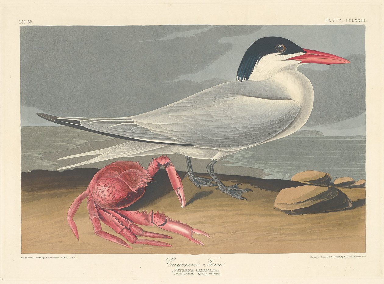 Cayenne Tern av Robert Havell after John James Audubon