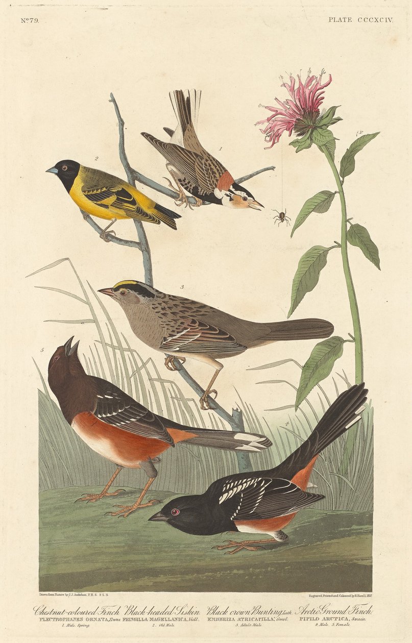Kastanjfärgad fink, svarthårig siskin, svart kronfink och arktisk markfink av Robert Havell after John James Audubon