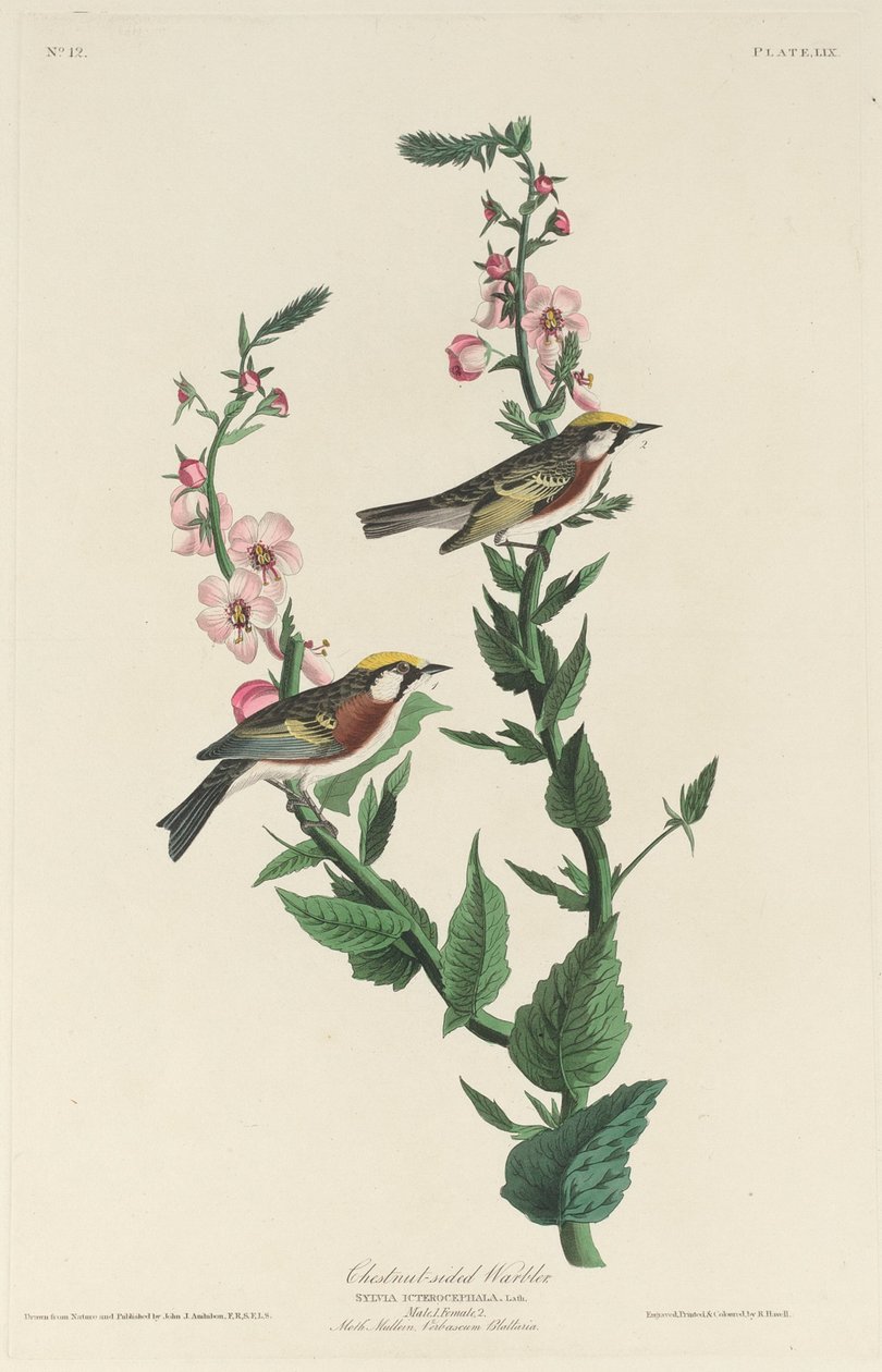 Kastanjsidig sångare av Robert Havell after John James Audubon