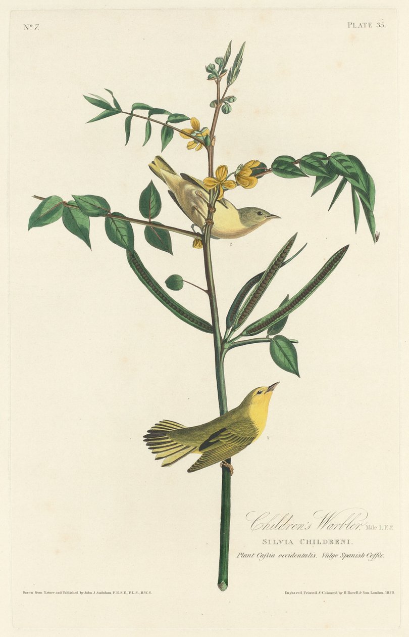 Barnsångare av Robert Havell after John James Audubon