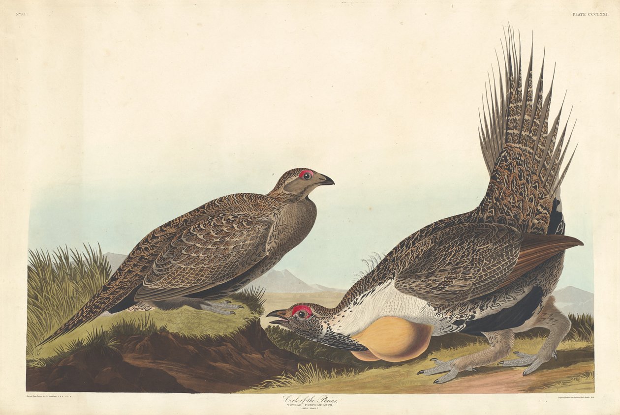 Cock of the Plains av Robert Havell after John James Audubon