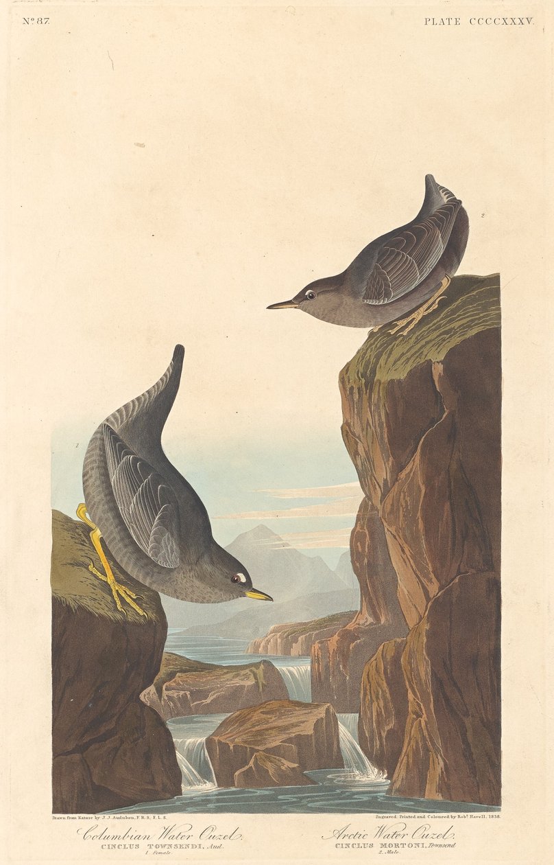 Columbian Water Ouzel och Arctic Water Ouzel av Robert Havell after John James Audubon