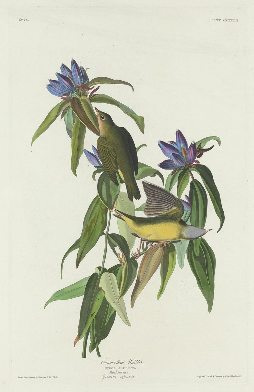 Connecticut sångare av Robert Havell after John James Audubon