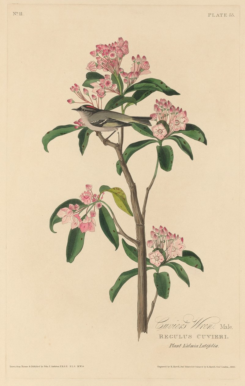 Cuviers gärdsmyg av Robert Havell after John James Audubon