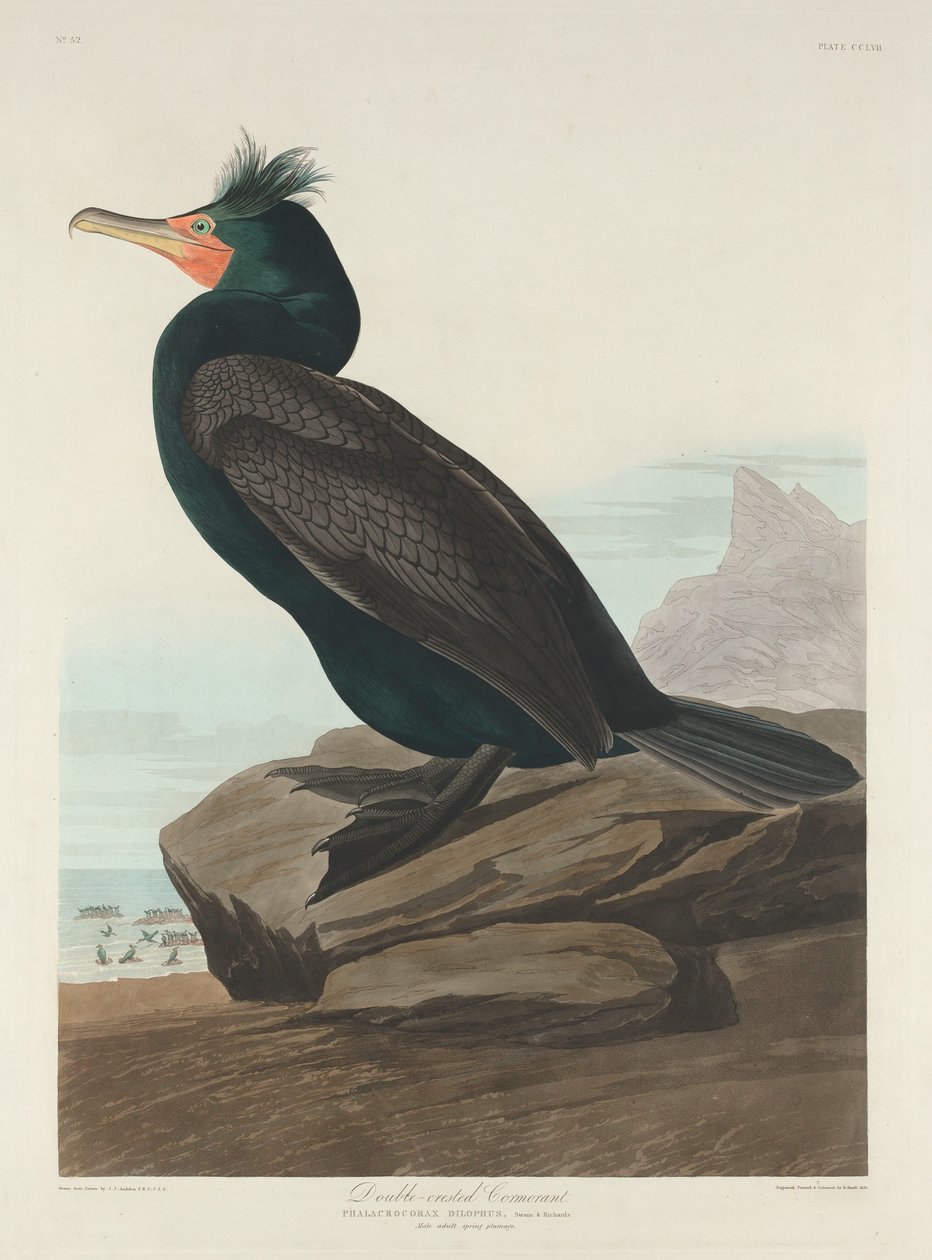 Dubbelkrönad skarv av Robert Havell after John James Audubon