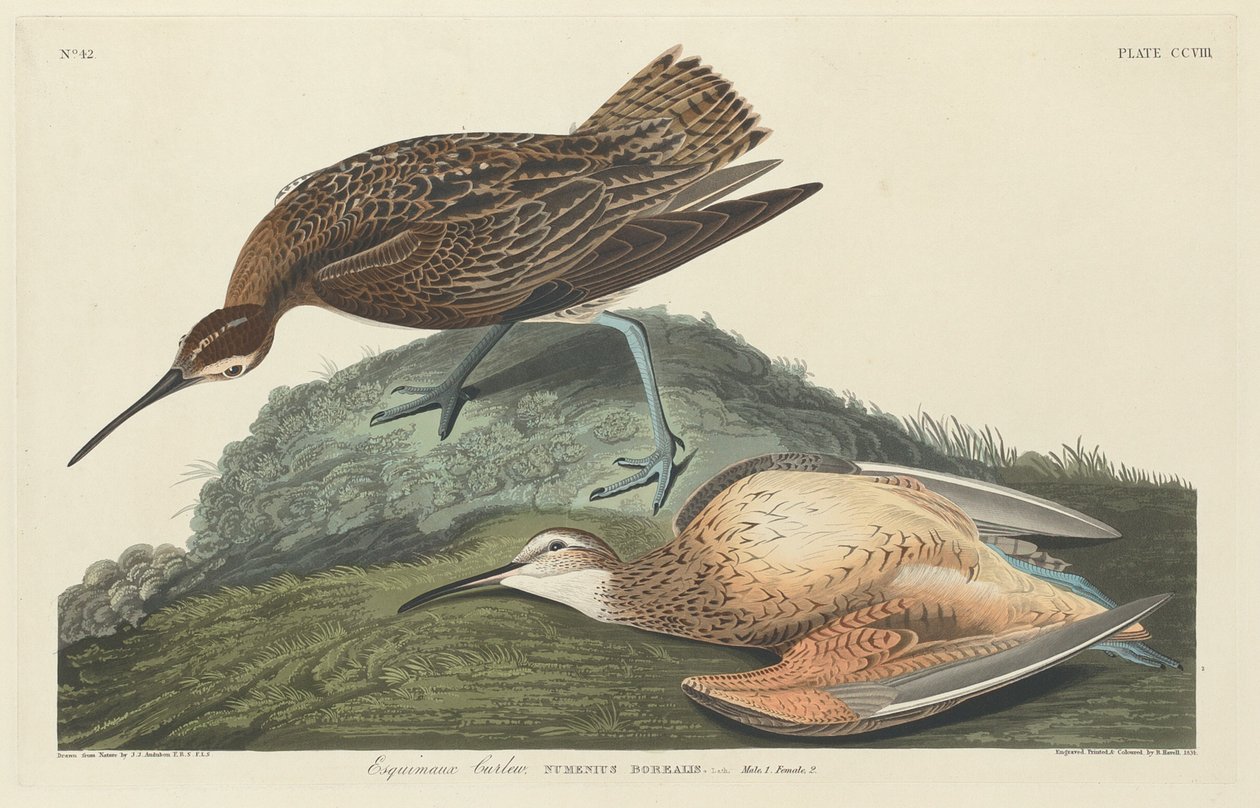 Curlew eskimåer av Robert Havell after John James Audubon