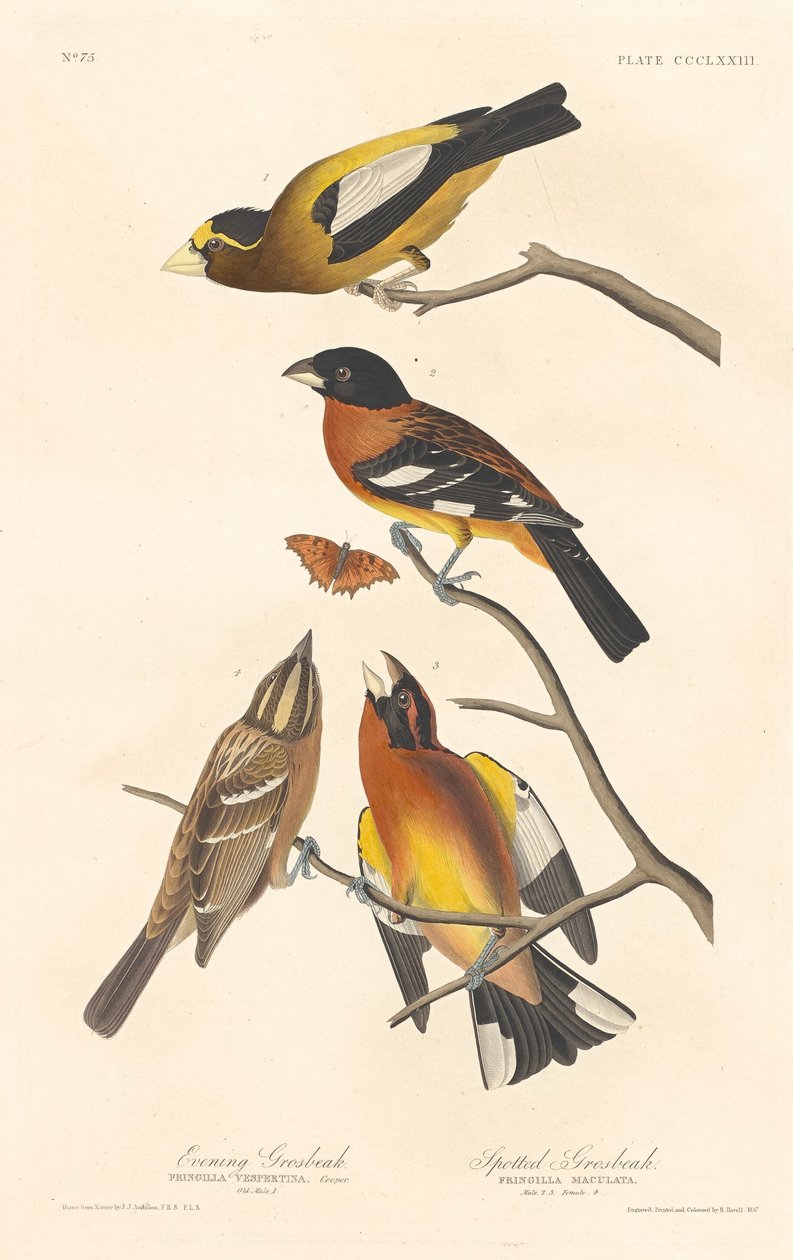 Evening Grosbeak och Spotted Grosbeak av Robert Havell after John James Audubon