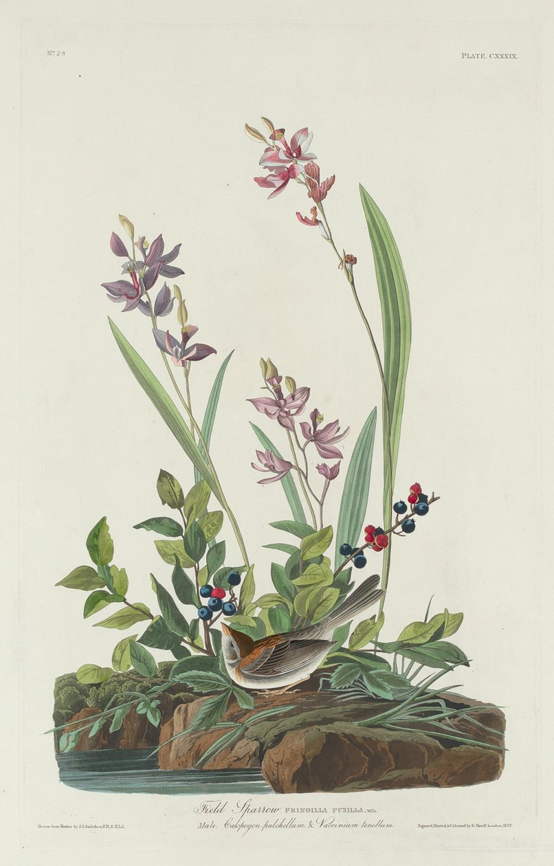 Fältsparv av Robert Havell after John James Audubon