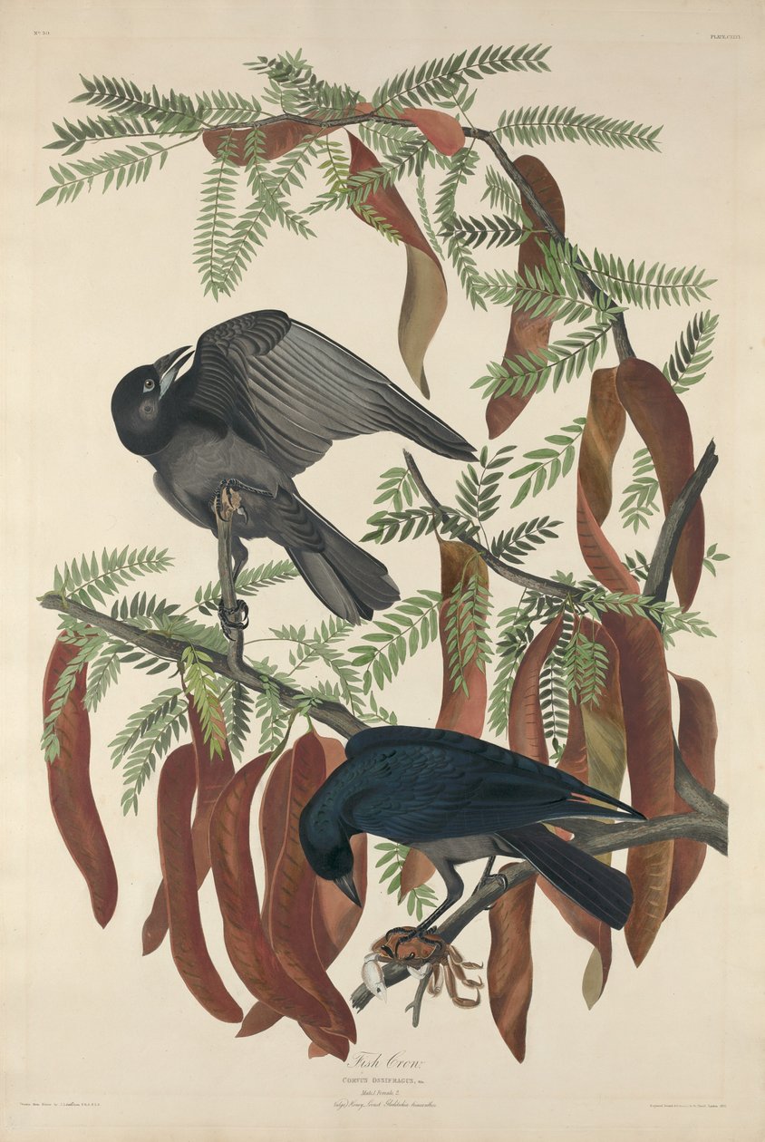 Fiskkråka av Robert Havell after John James Audubon