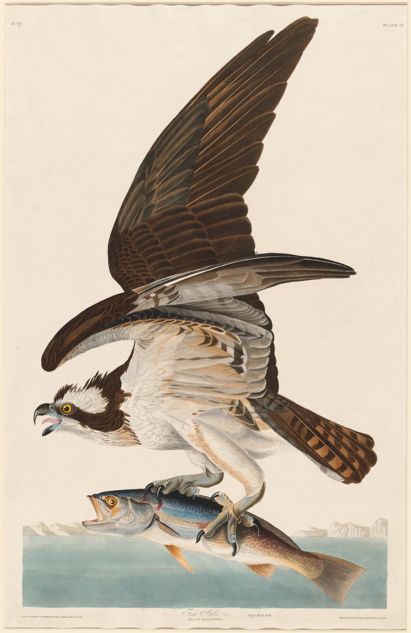 Fiskhök av Robert Havell after John James Audubon