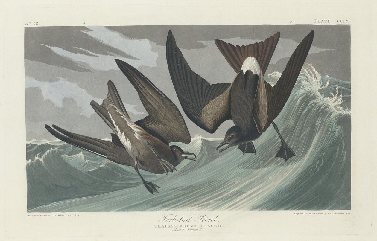 Gaffelstjärtsvala av Robert Havell after John James Audubon