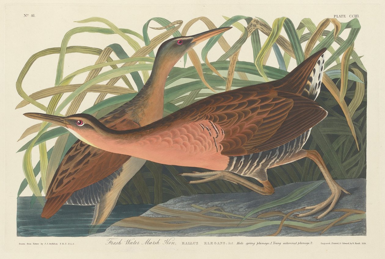 Sötvattenskärshöna av Robert Havell after John James Audubon