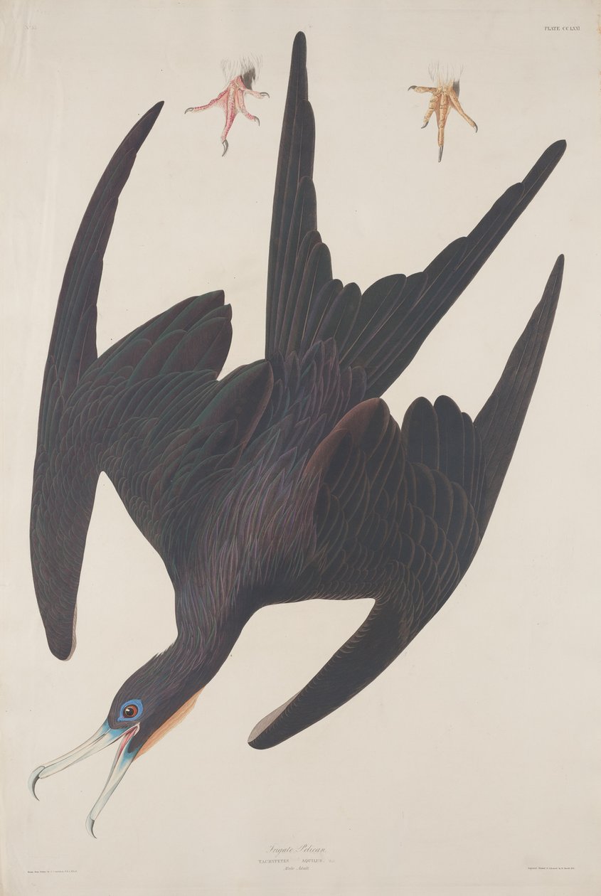 Fregatt pelikan av Robert Havell after John James Audubon