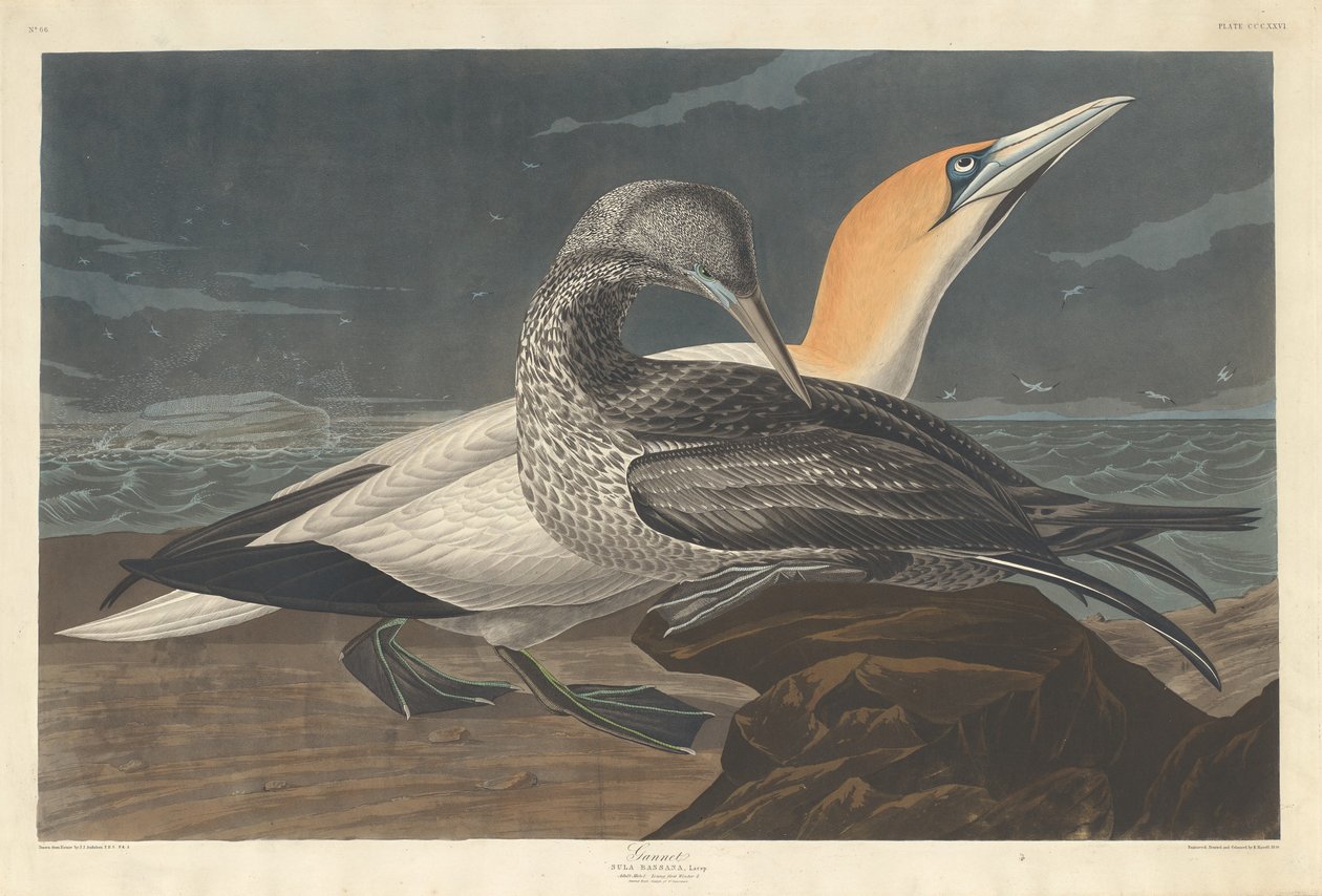 Gannet av Robert Havell after John James Audubon