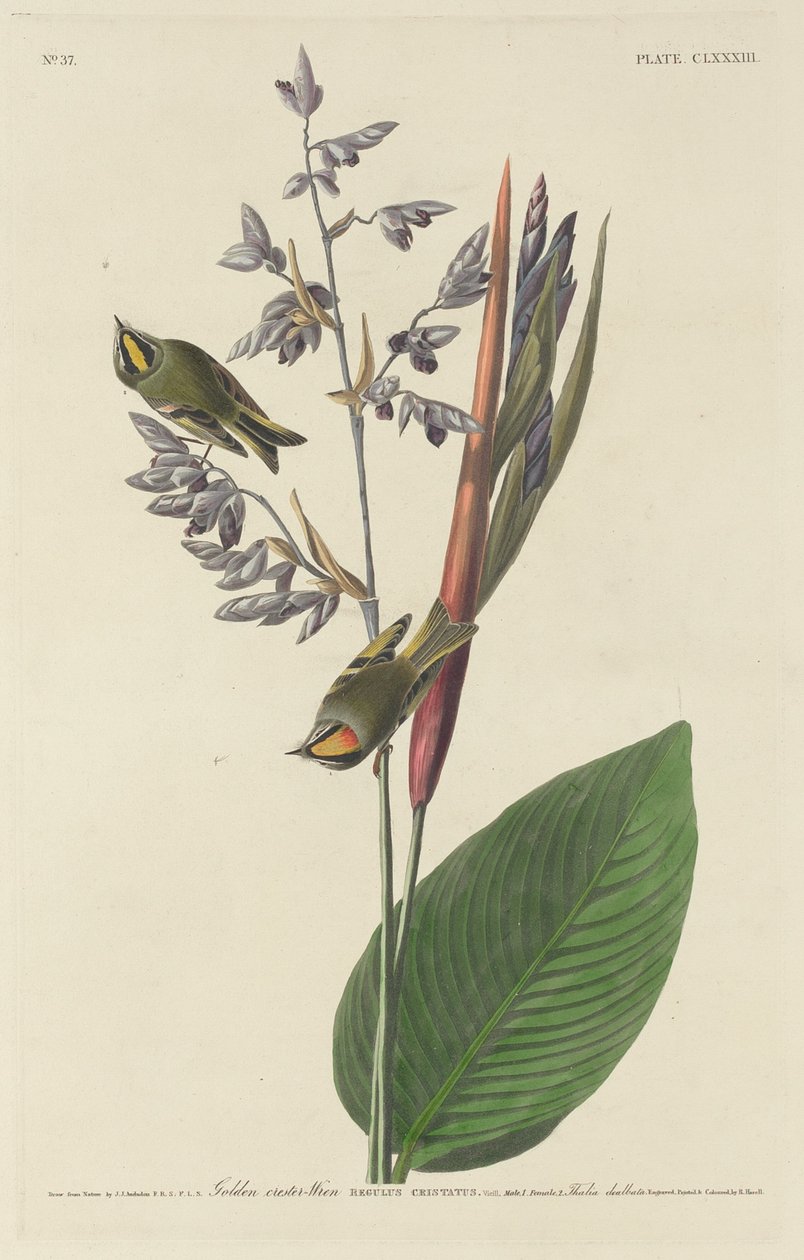 Gyllene krönad gärdsmyg av Robert Havell after John James Audubon