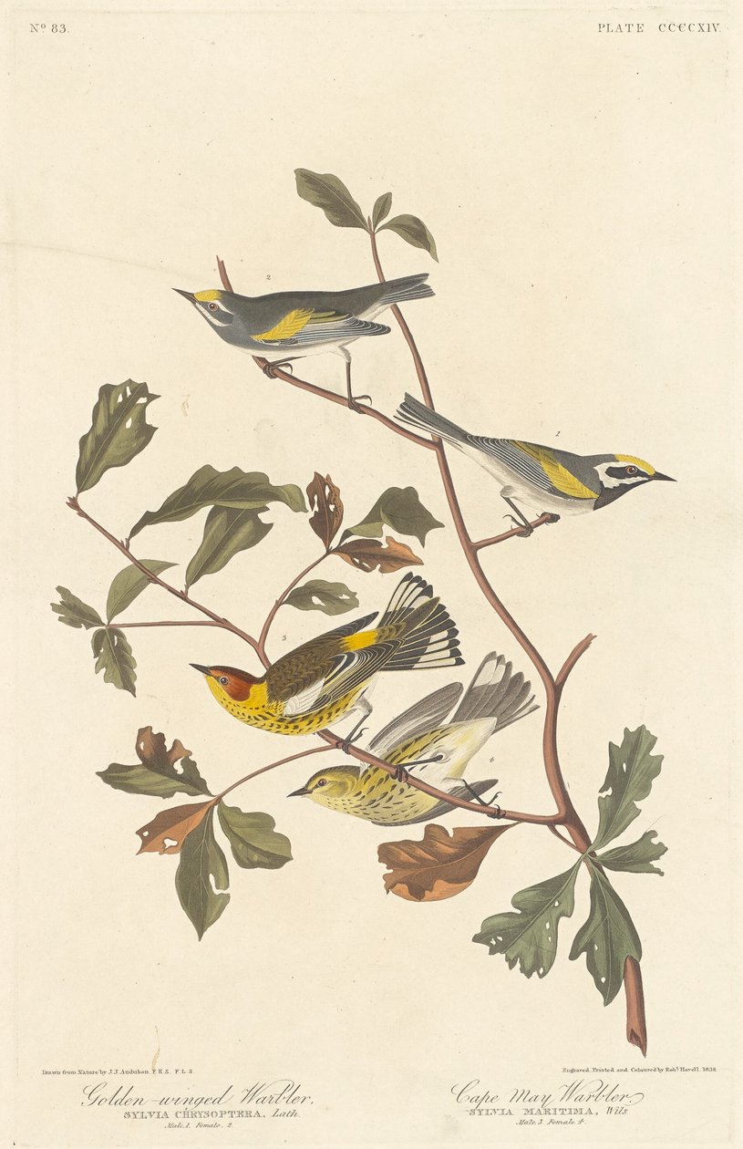 Guldvingad sångare och kapmajsångare av Robert Havell after John James Audubon