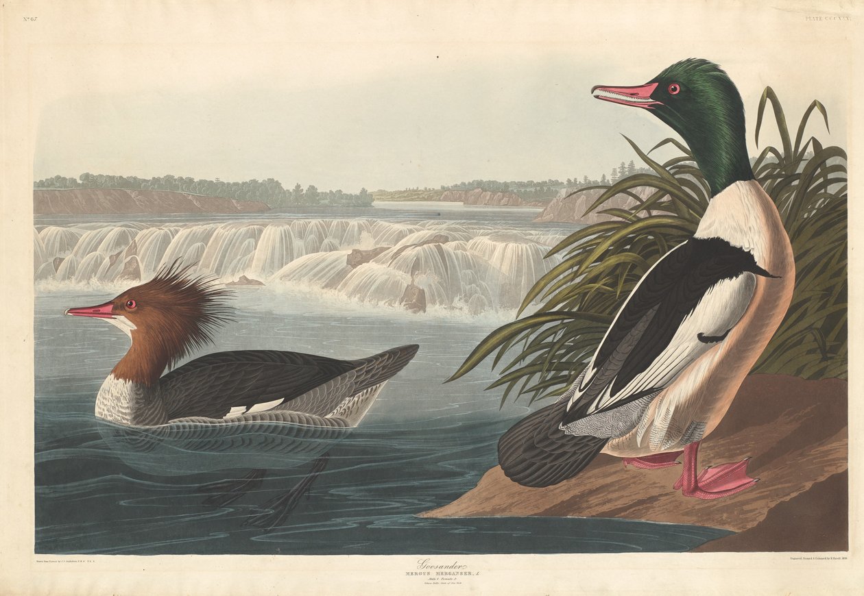 Storskrake av Robert Havell after John James Audubon