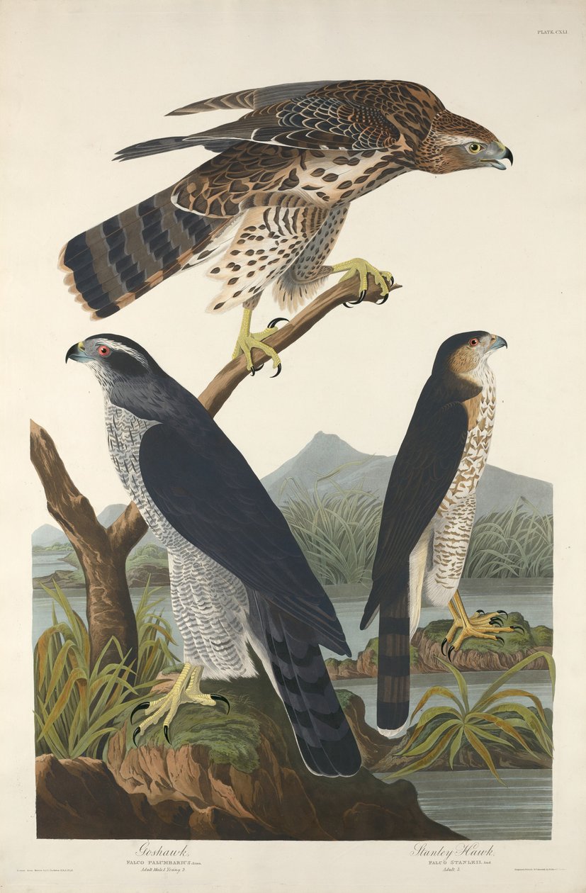 Goshawk och Stanley Hawk av Robert Havell after John James Audubon