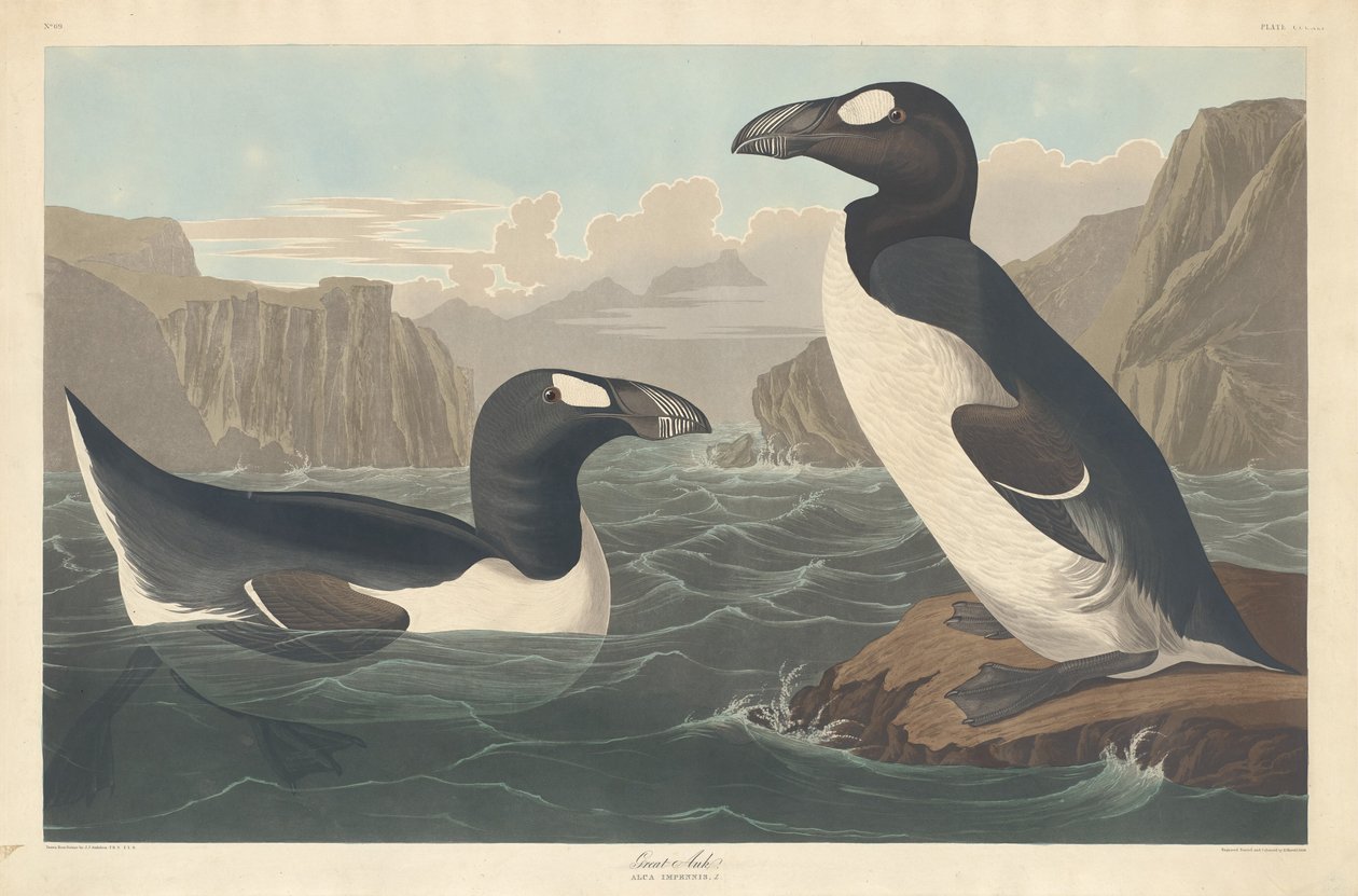 Garfågel av Robert Havell after John James Audubon