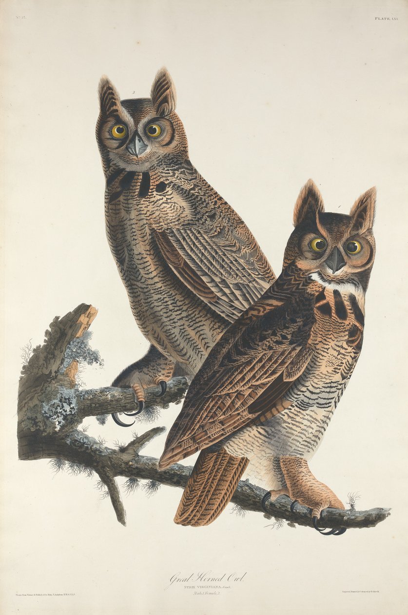 Stor hornuggla av Robert Havell after John James Audubon