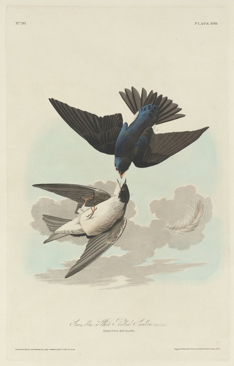 Grönblå eller Vitbukad svala av Robert Havell after John James Audubon