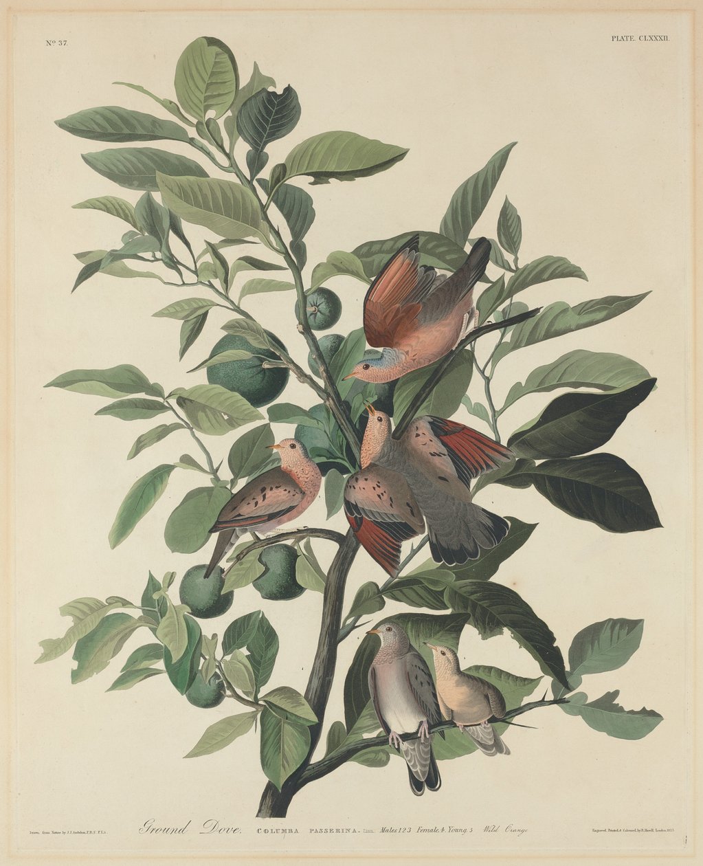 Ground Duva av Robert Havell after John James Audubon